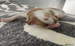 Cavalier King Charles Spaniel dogs for sale: 4 beautiful chunky puppies. 4 days old - Image 5