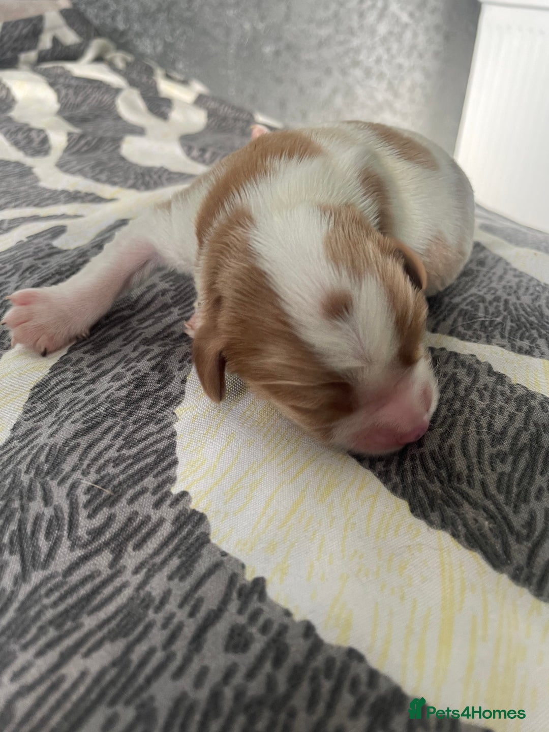 Cavalier King Charles Spaniel dogs for sale: 4 beautiful chunky puppies. 4 days old - Image 5