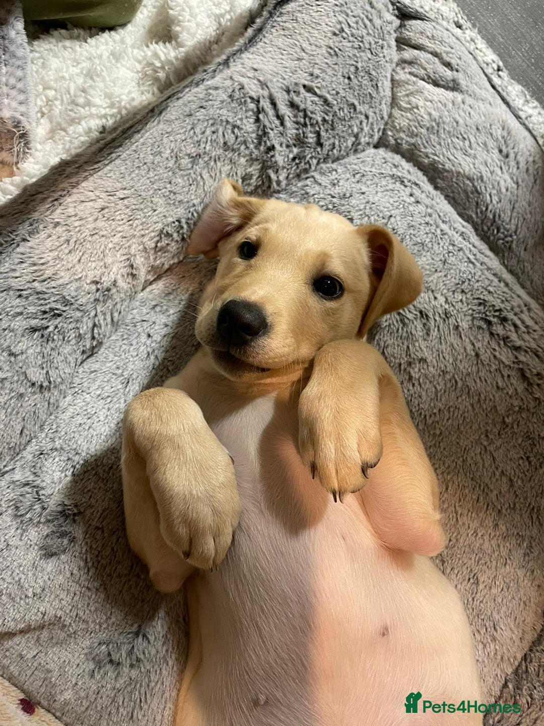 Labrador Retriever dogs for sale: KC Registered Labrador Puppy – 13 Weeks Old - Advert 7