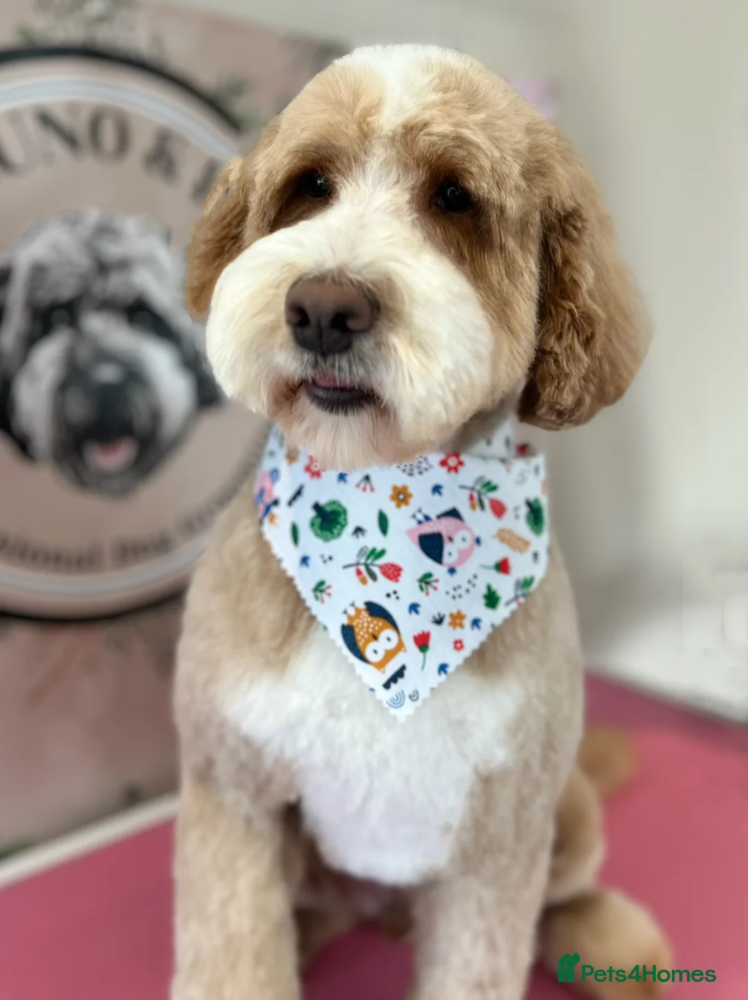 Double Doodle dogs for stud: Australian Double Doodle Stud in Swadlincote - Advert 17