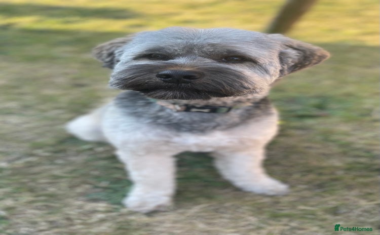 Tibetan Terrier dogs - Advert 1