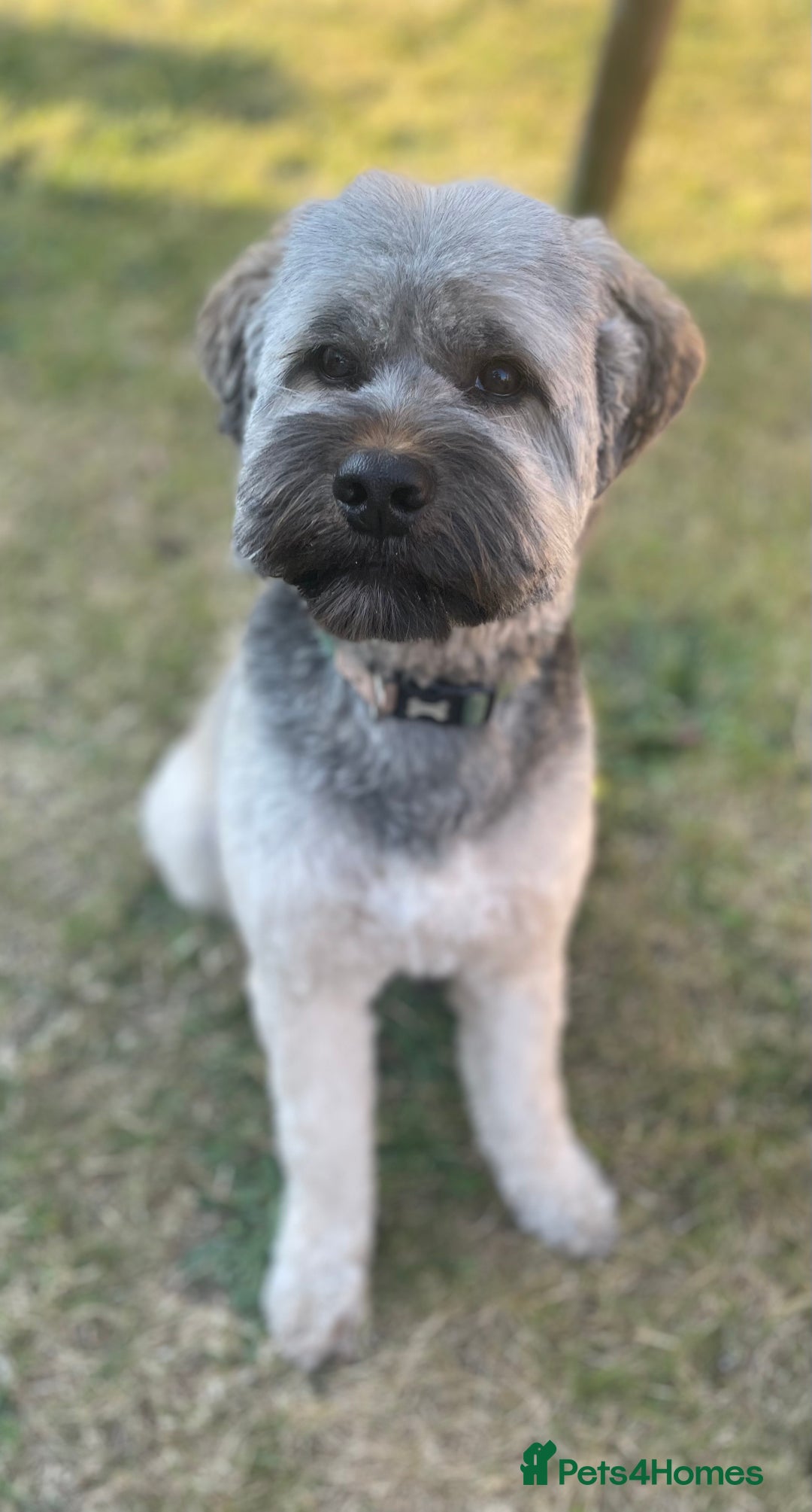 Tibetan Terrier dogs for sale: Rehoming Tibetan Terrier  - Image 1