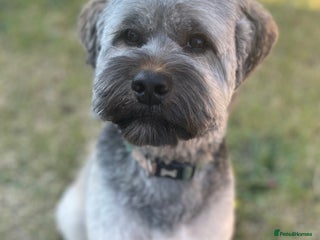 Tibetan Terrier dogs - Advert 1