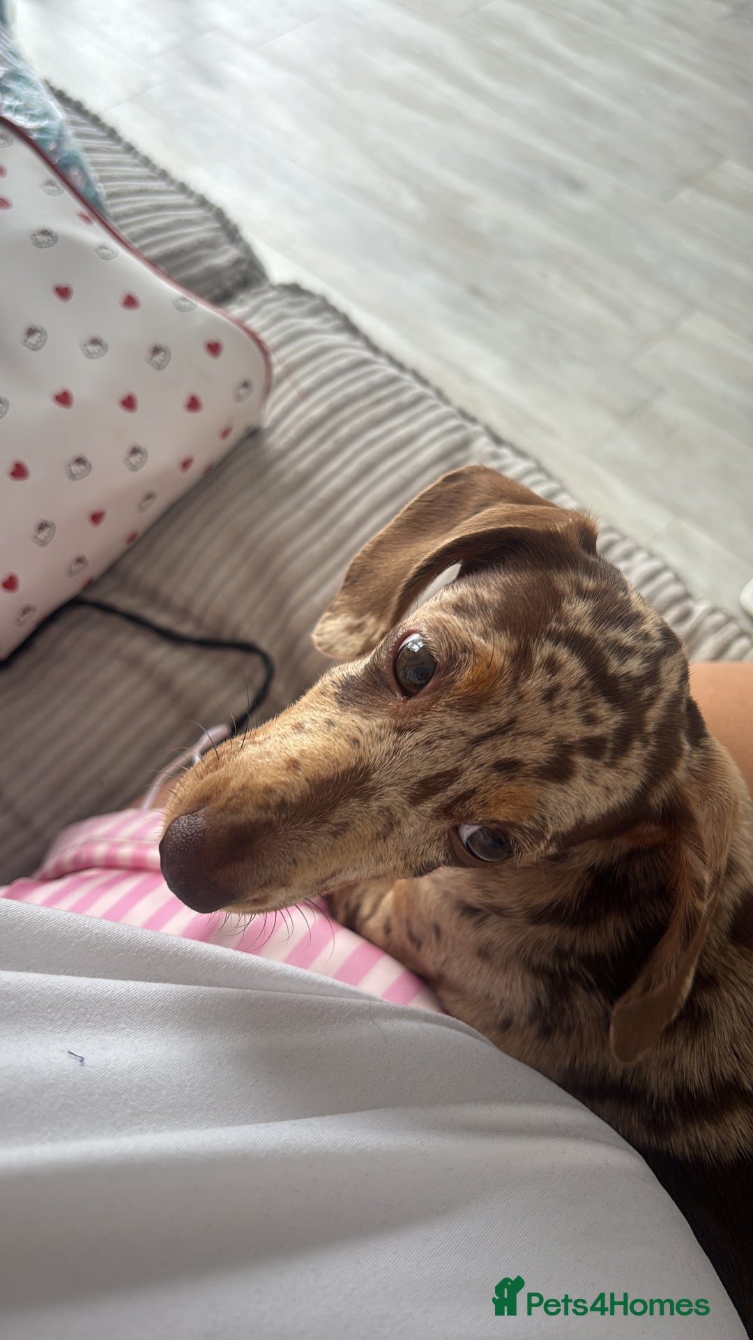 Miniature Dachshund dogs for sale: Beautiful Dolly - Image 6