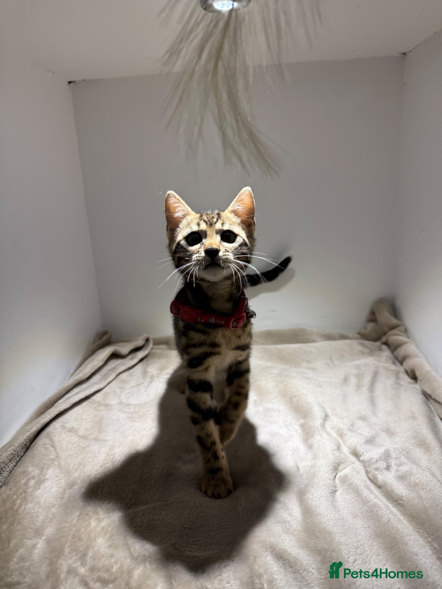 Bengal cats STUNNING Tica Registered Pedigree Bengal kittens - Advert 1