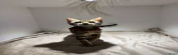Bengal cats for sale: Tica Registered Pedigree Bengal kittens in Leeds - Advert 14