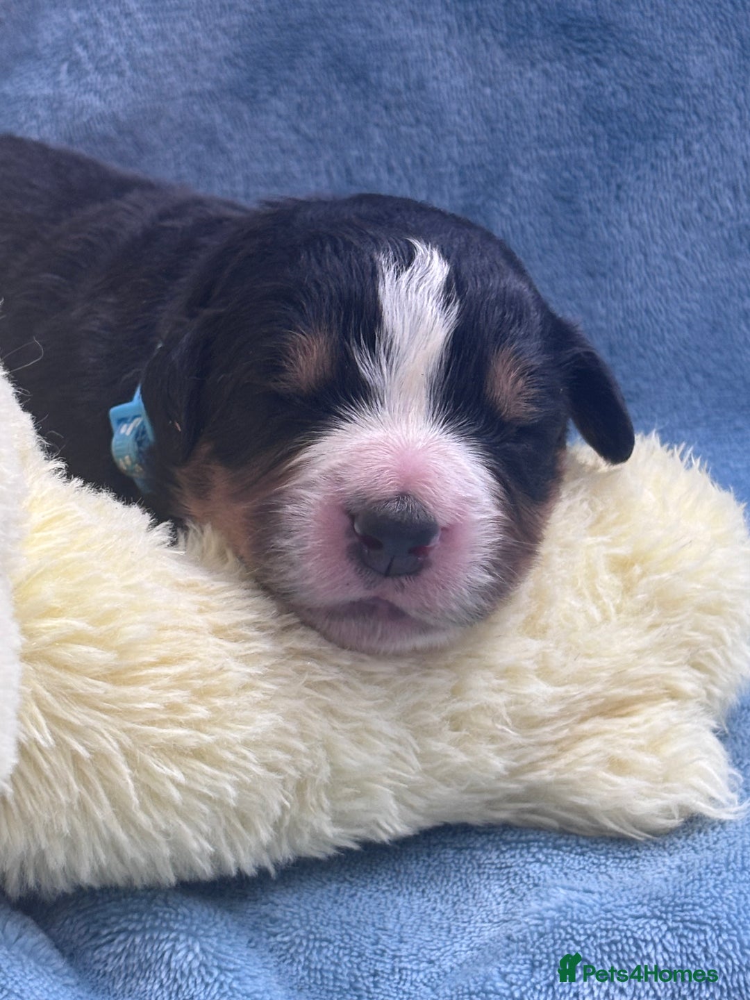 Bernese Mountain Dog dogs for sale: 🐾 Bernese Puppies – Ready Just Before  **   - Image 15