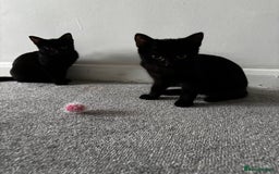 British Shorthair cats for sale: Kittens urgently need a new home - Image 3