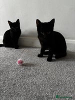 British Shorthair cats - Advert 9