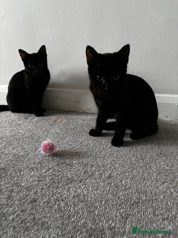 British Shorthair cats - Advert 6