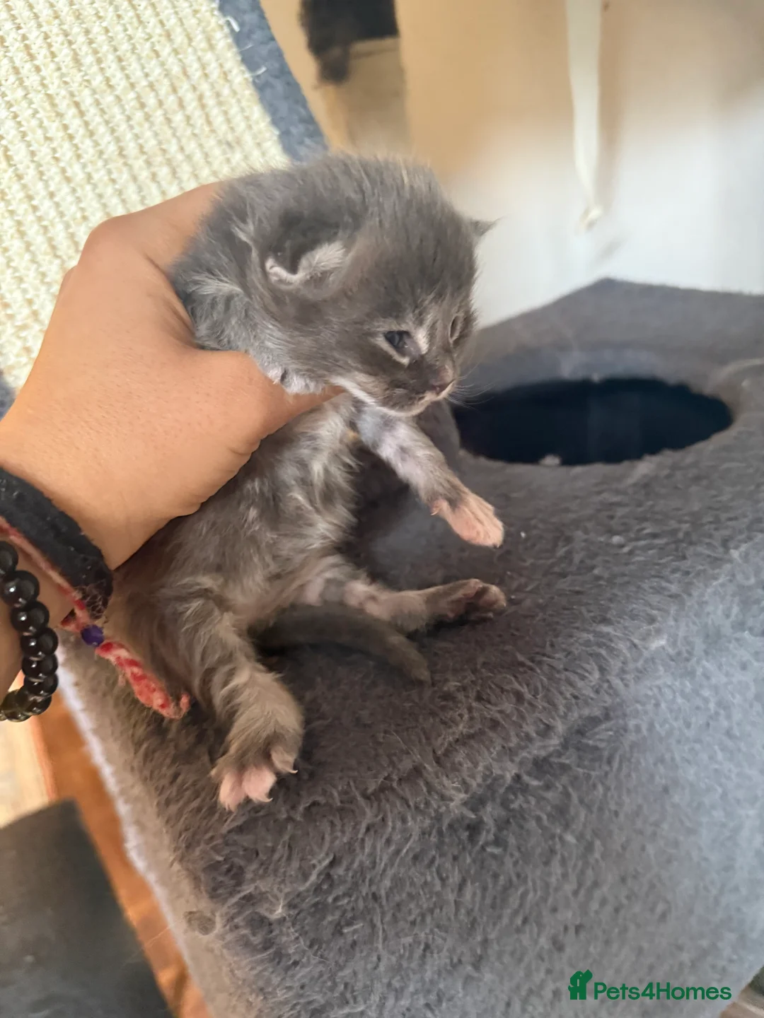 Maine Coon cats for sale: Rare beautiful reds, creams and blue Maine Coons - Advert 32