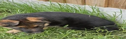 German Shepherd dogs for sale: German Shepherd Pups in Newcastle - Advert 7