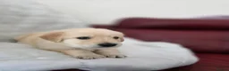 Golden Retriever dogs for sale: Golden retriever puppies in Cumnock - Advert 27