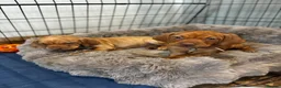Hungarian Vizsla dogs for sale: 5* HUNGARIAN VIZSLA PUPPIES KC REGISTERED  - Advert 8