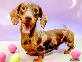 Miniature Dachshund dogs 🩵🧡 Very small mini Kc full Health tested 🩵🧡 in Accrington - Advert 1