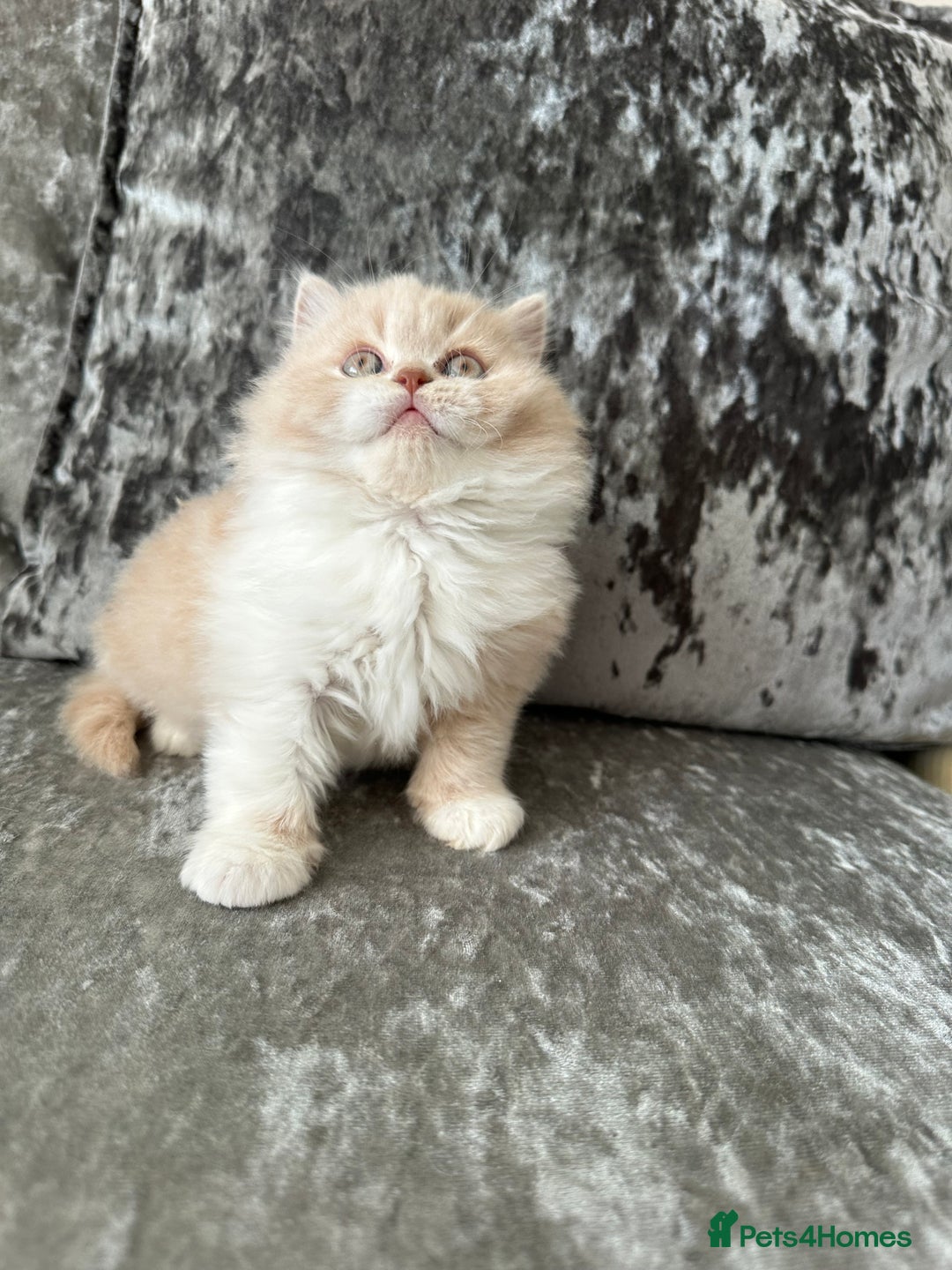 British Shorthair cats for sale:  🦁 Stunning BLH Lion Look alike READY NOW - Advert 19