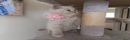 British Shorthair cats for sale: GCCF registered cream and lilac BSH - Advert 3