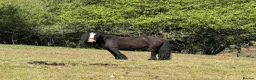Irish Cob horses for sale: Titch & Rocky in Cwmbran - Advert 7