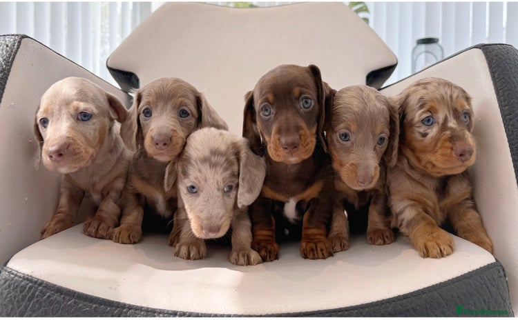 Miniature Dachshund dogs - Advert 2