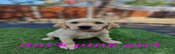 Labrador Retriever dogs for sale: KC registered Labrador Retriever puppies  in Ilford - Advert 3