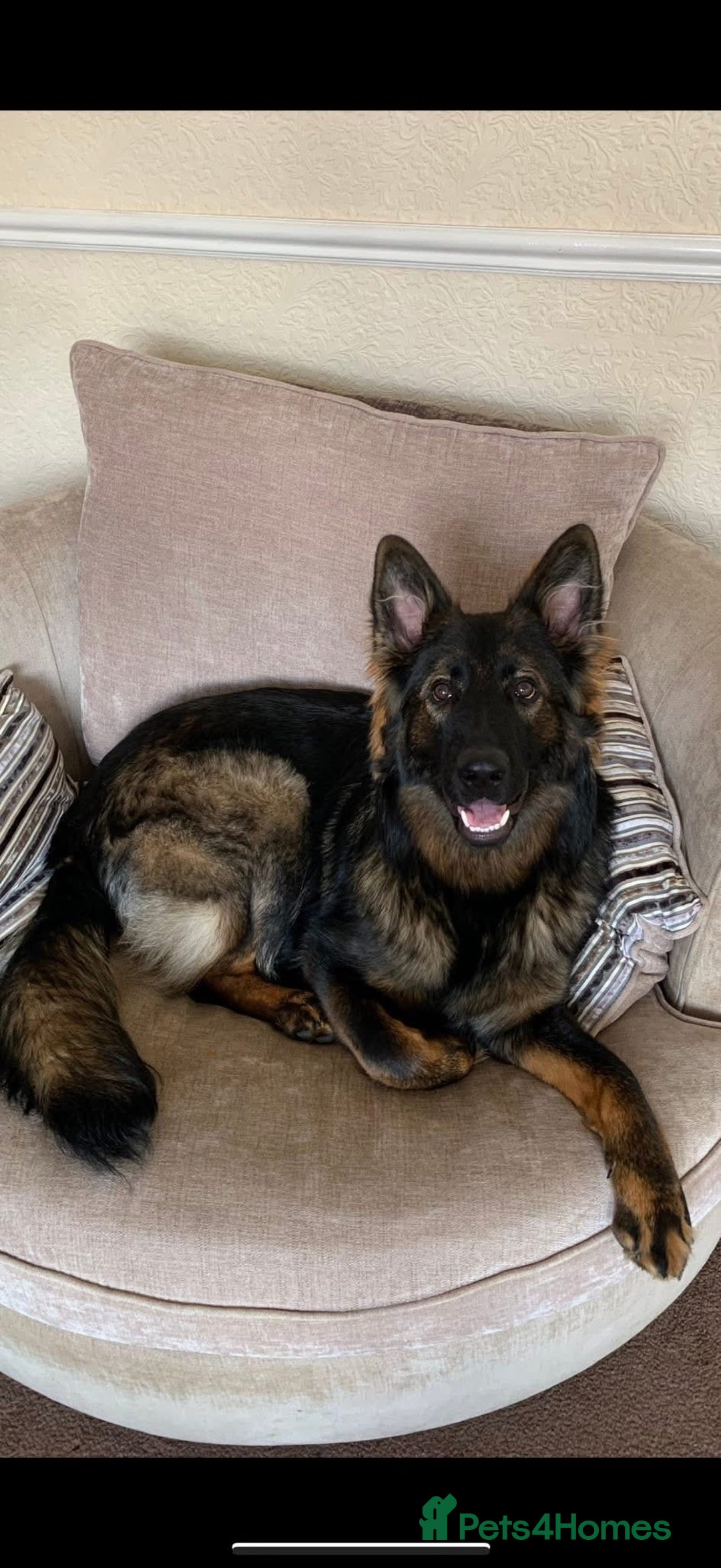 German Shepherd dogs for sale: Pedigree, Czech Line, Straight Back - Advert 1