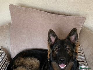 German Shepherd dogs Pedigree, Czech Line, Straight Back puppies - Advert 7