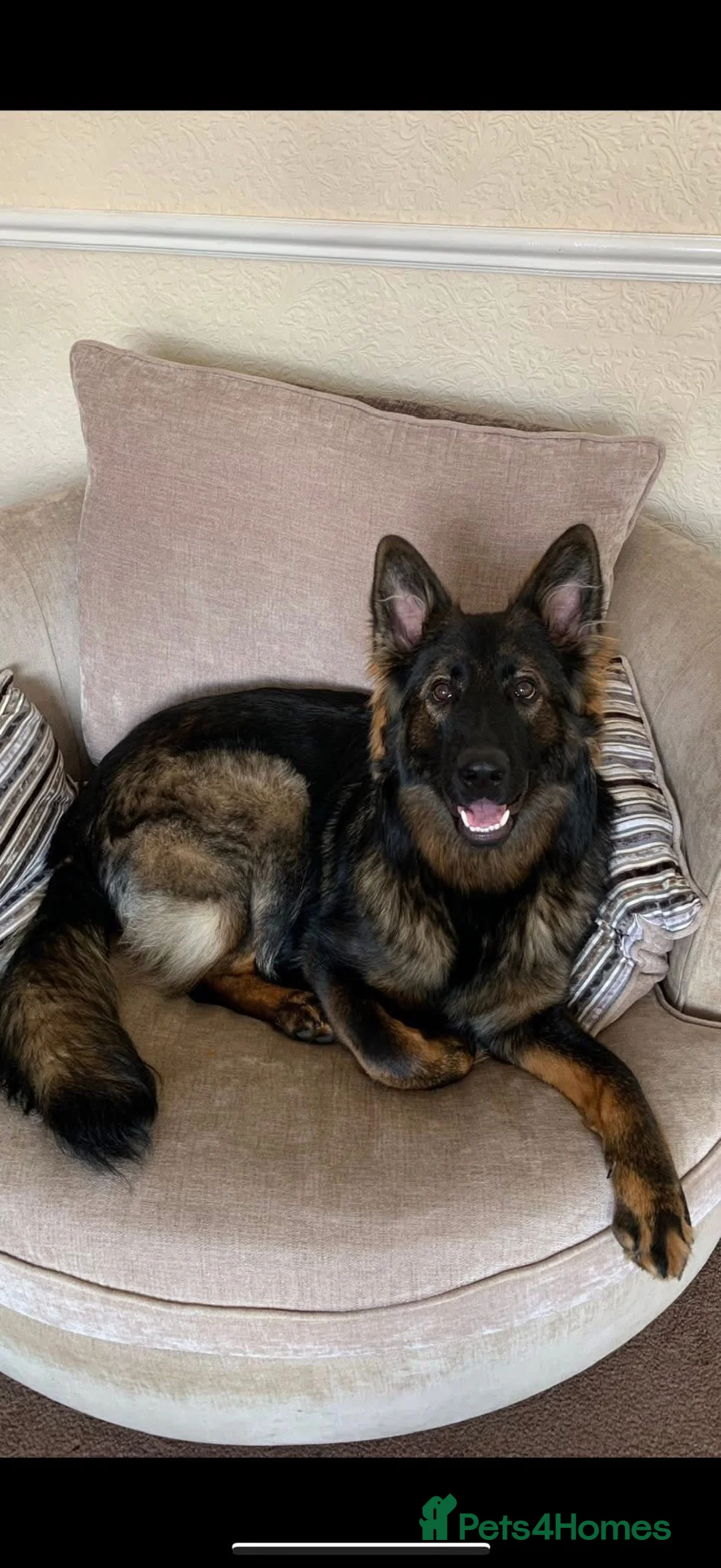 German Shepherd dogs for sale: Pedigree, Czech Line, Straight Back puppies - Advert 1