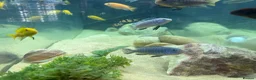 Cichlids fish for sale: Powder blue cichlids - Advert 9