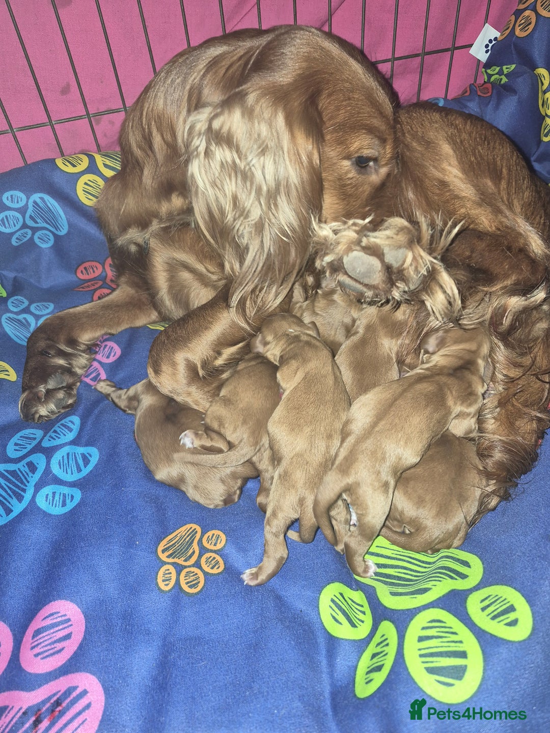 Cocker Spaniel dogs for sale: Gorgeous KC reg red cocker spaniel pups  - Advert 17