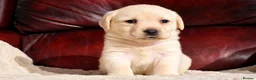 Labrador Retriever dogs for sale: KC REG HEALTH TESTED LABRADOR PUPPYS QUALITY LINES - Advert 11
