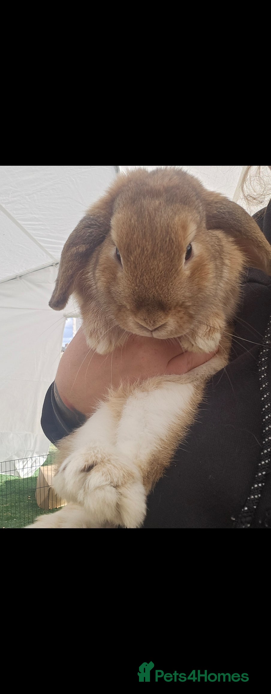 Mini Lop rabbits 💫💫💖Mini lops ✨️✨️ - Advert 21
