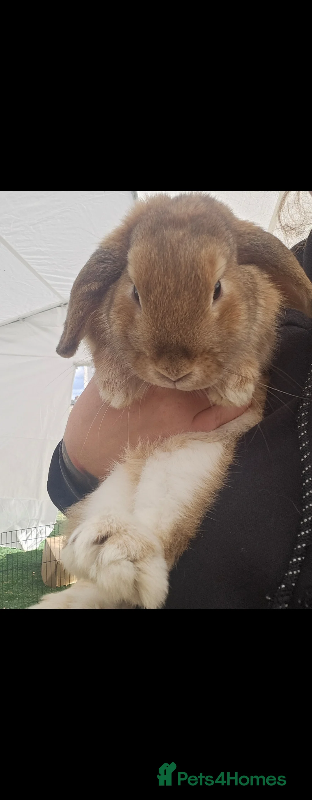 Mini Lop rabbits for sale: 💫💫💖Mini lops ✨️✨️ - Advert 2