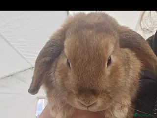 Mini Lop rabbits 💫💫💖Mini lops ✨️✨️ - Advert 21