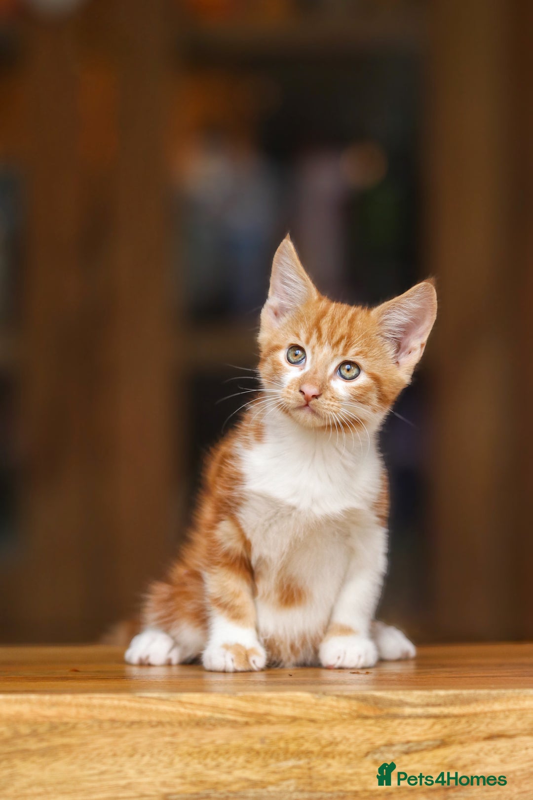 Maine Coon cats for sale: Beautiful Maine Coon X Kittens - Image 4
