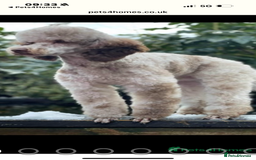 Cockapoo dogs for sale: F1 Cockapoo Puppies - Image 8