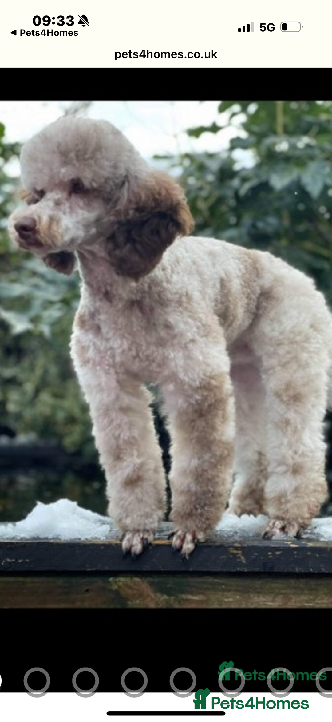 Cockapoo dogs for sale: F1 Cockapoo Puppies - Image 8