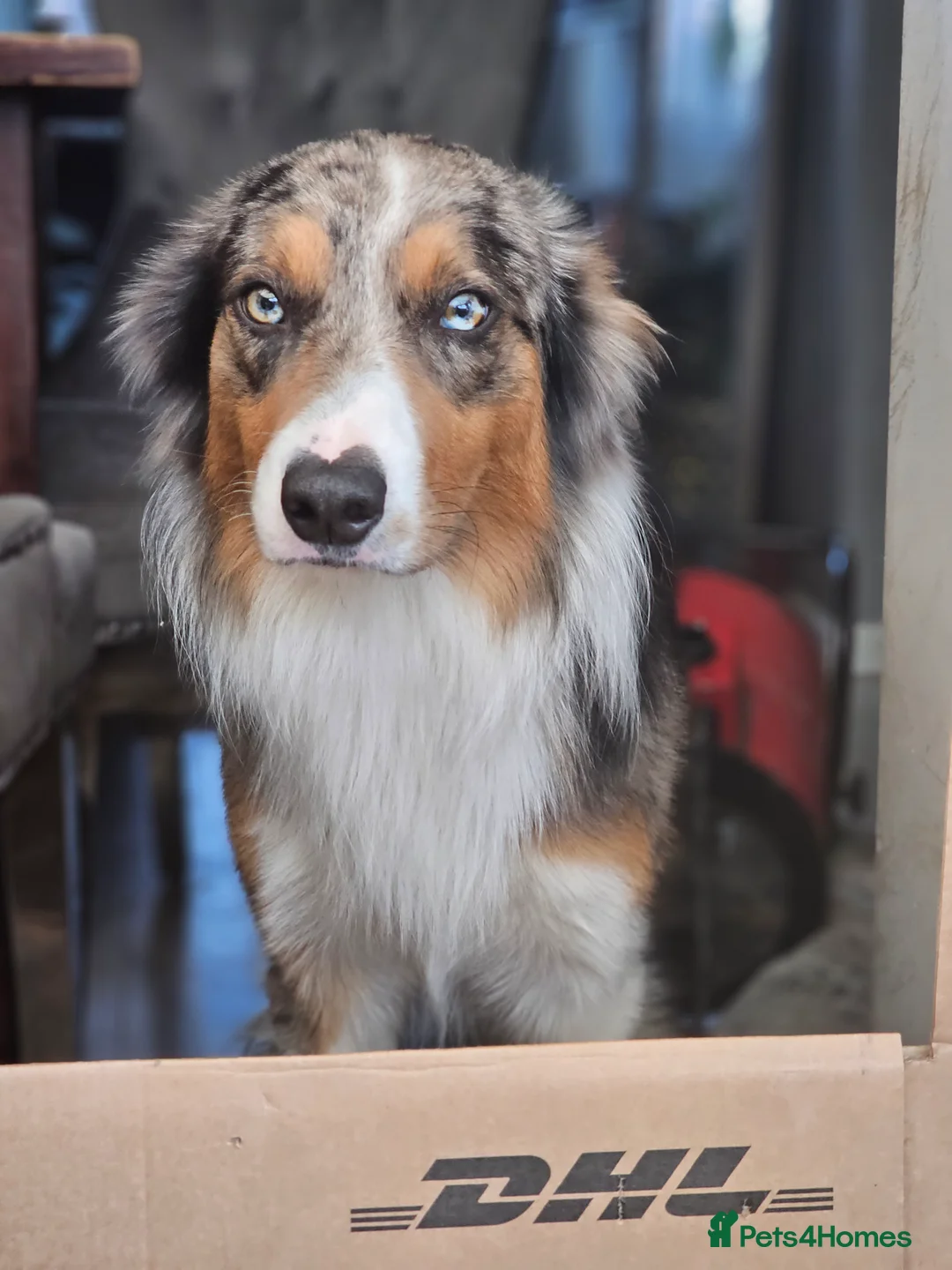Border Collie dogs for sale: Blue Merle Tri- Colour Border Collie Puppies - Advert 2