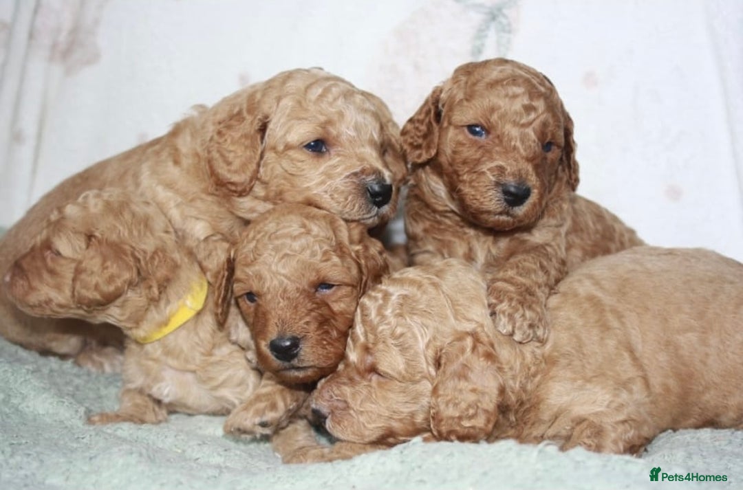 Cavapoo dogs for sale: 6 Cavapoos for sale - Advert 5