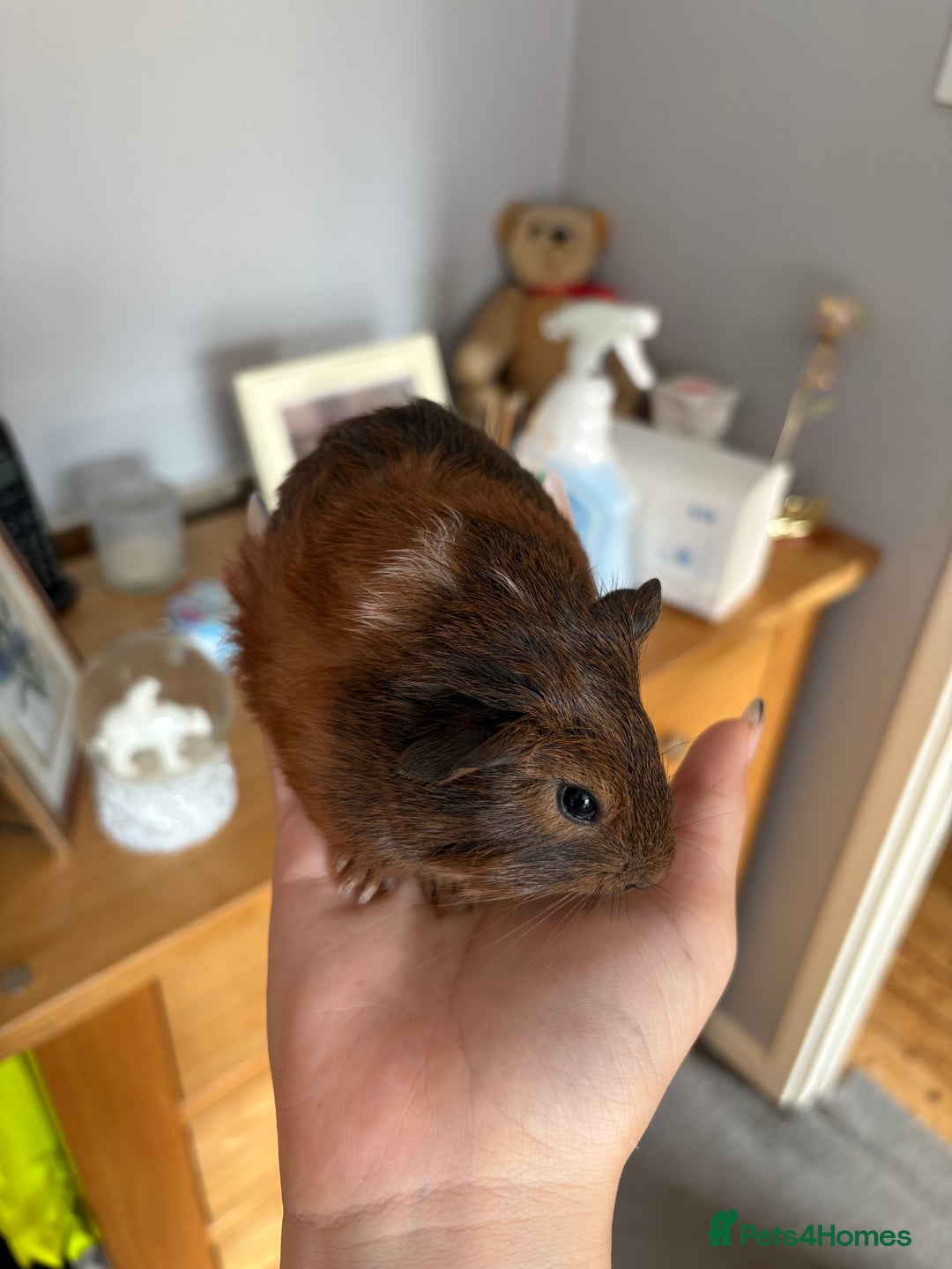 Guinea Pig rodents for sale: baby guinea pigs  - Image 3