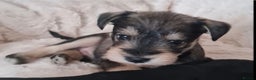 Miniature Schnauzer dogs for stud: KC CHOC/WHITE MIN SCHNAUZER BVA AND MAC CLEAR in Coventry - Advert 28