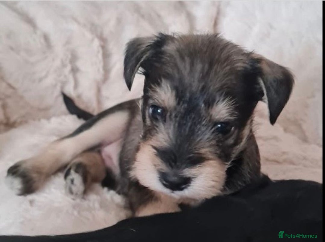 Miniature Schnauzer dogs for stud: KC CHOC/WHITE MIN SCHNAUZER BVA AND MAC CLEAR in Coventry - Advert 28