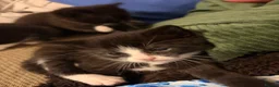 Mixed Breed cats for sale: Beautiful black and white fluffy kittens  in Holywell - Advert 6