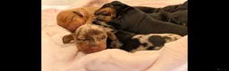 Dachshund dogs for sale: Standard dachshund puppies - Advert 8