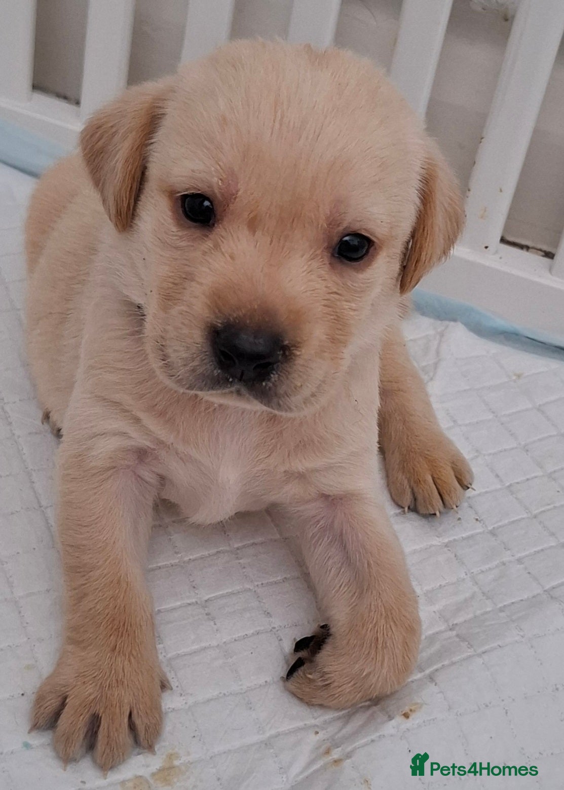 Labrador Retriever dogs **1 stunning boy remaining** - Advert 1