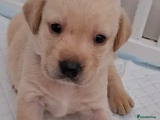 Labrador Retriever dogs **1 stunning boy remaining** - Advert 14