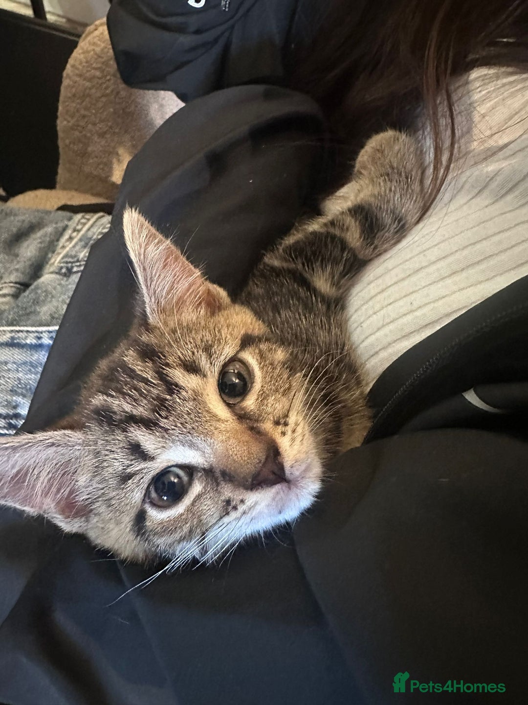 Bengal cats for sale: Kittens For Sale - Image 4