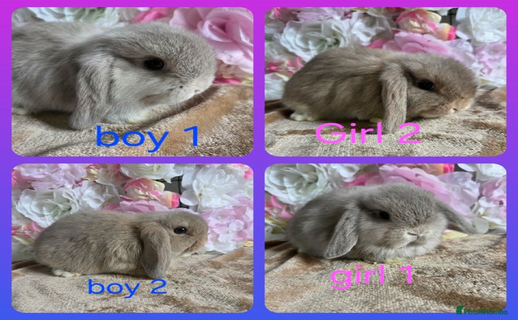 Mini Lop rabbits - Advert 3