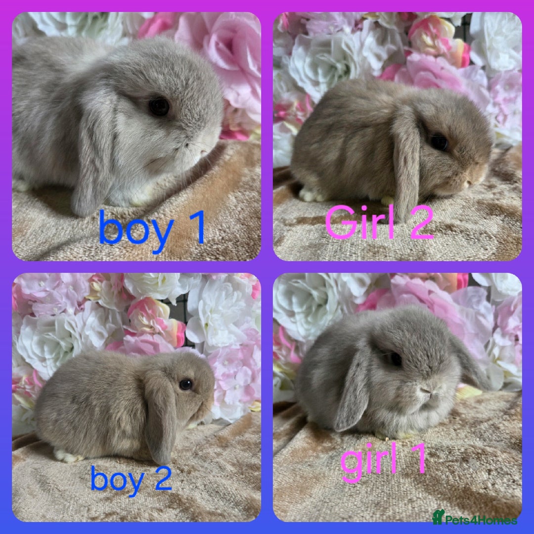 Mini Lop rabbits for sale: 💖💙Friendly & adorable Pure bred mini lop babies  - Image 1