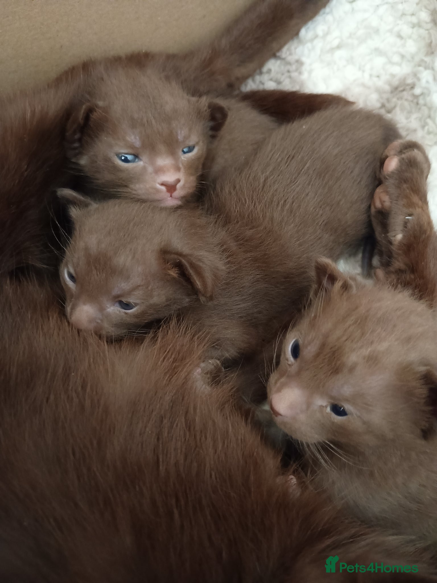 Suffolk cats Chocolate Suffolk Kittens - Advert 7