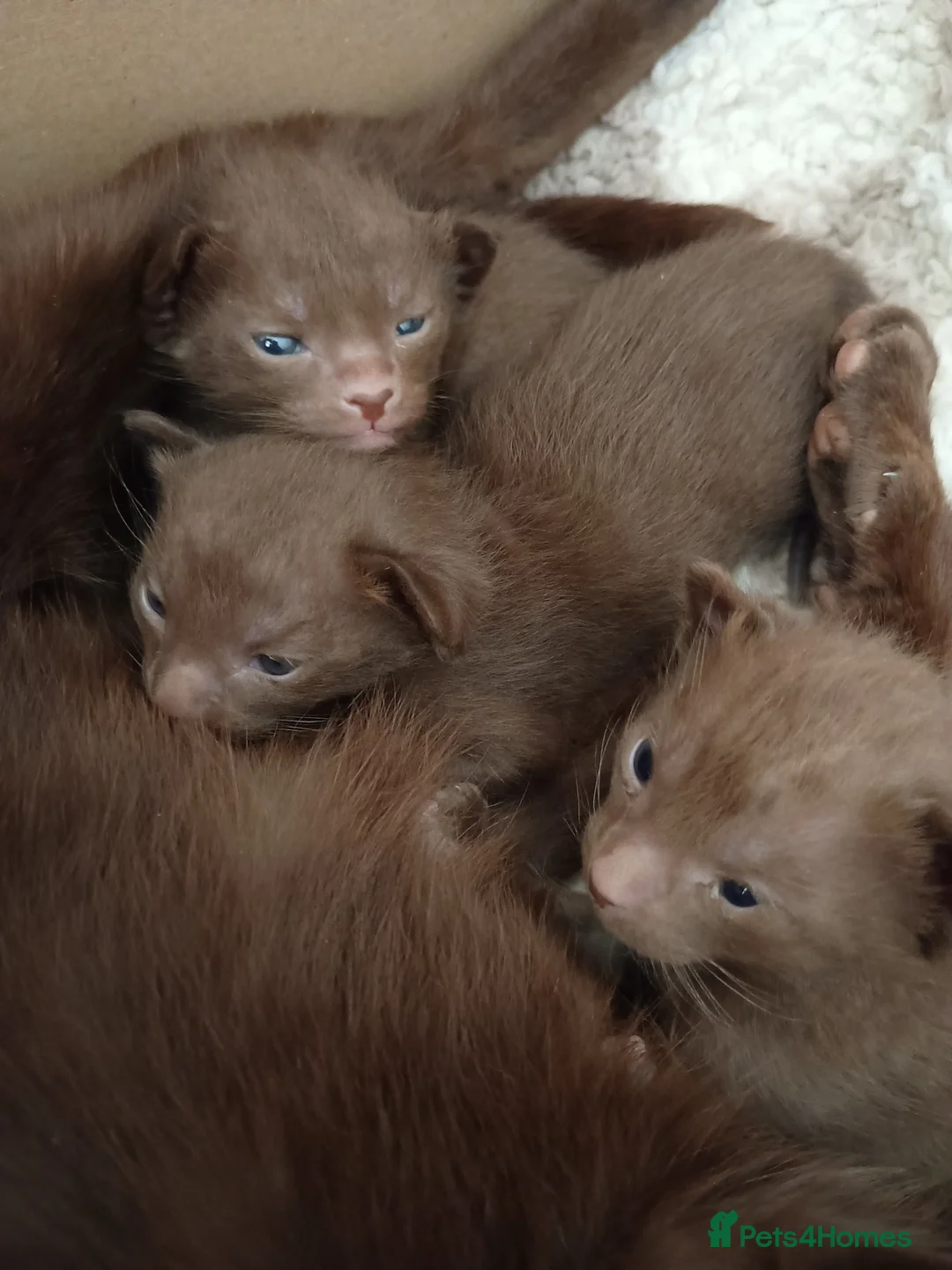 Suffolk cats for sale: GCCF registered Chocolate Suffolk Kittens - Advert 2